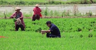 实拍4k农民水稻种植视频的预览图